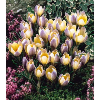 Crocus Advance, 15 bulbi
