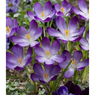 Crocus Ruby Giant, 15 bulbi