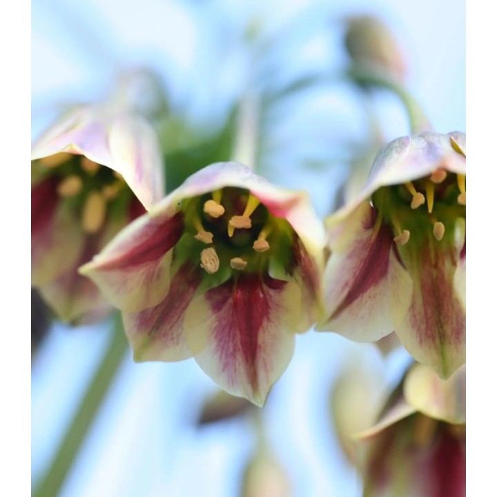 Allium siculum, 10 bulbi