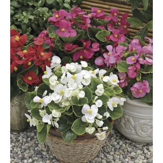 Begonia semperflorens Bada Bing Mix, 1000 seminte