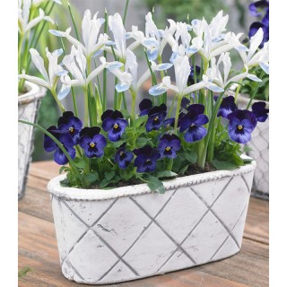 Iris pitic Frozen Planet, 10 bulbi