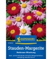 Margareta pictata Robinson Mix, 50 seminte