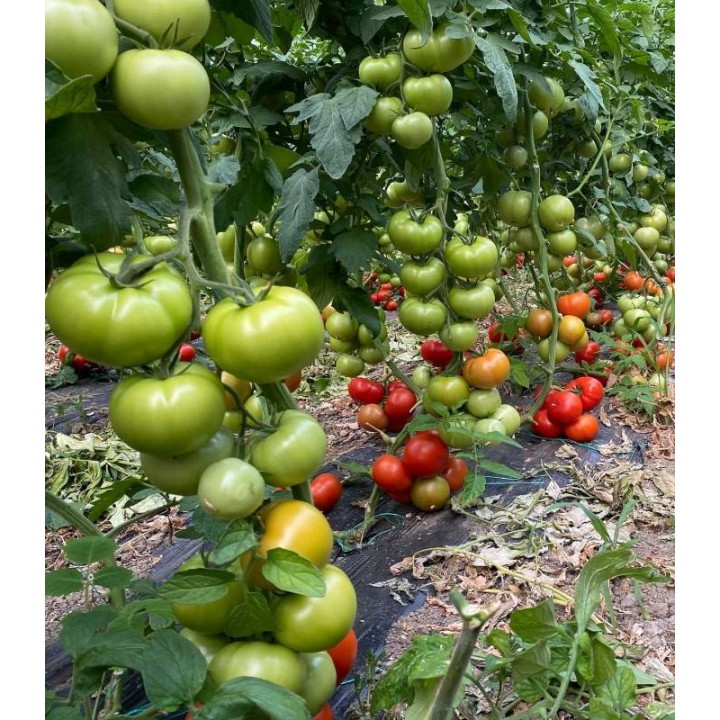 Seminte de tomate Dreamboll F1, 100 seminte