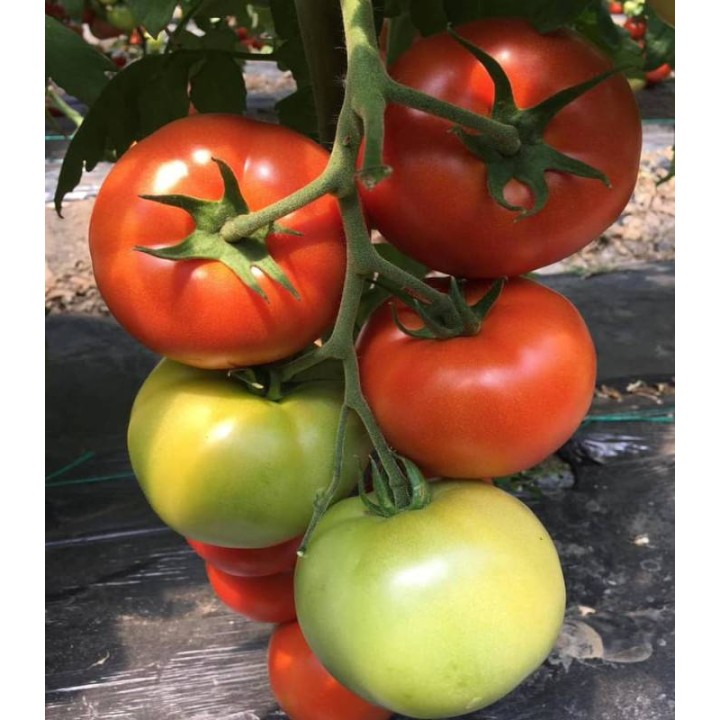 Seminte de tomate Dreamboll F1, 100 seminte