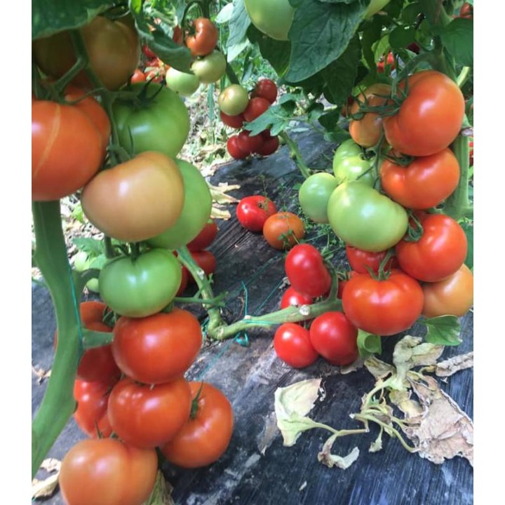 Seminte de tomate Dreamboll F1, 100 seminte