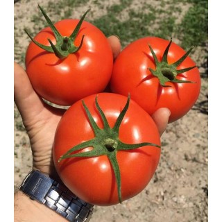 Seminte de tomate Dreamboll F1, 100 seminte