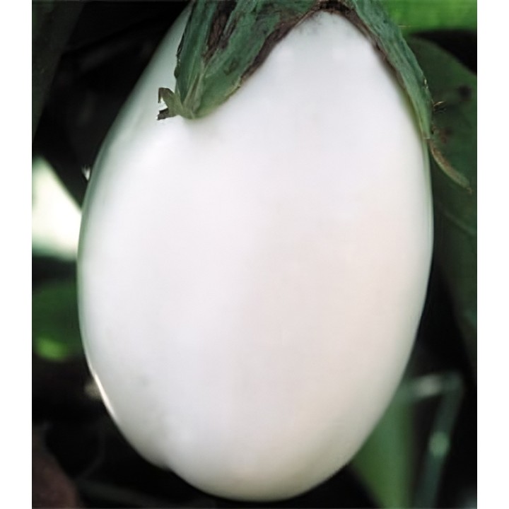 Seminte de vinete Clara F1, 250 seminte | Sativa Seeds