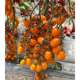 Seminte de tomate Orangewest F1, 100 seminte