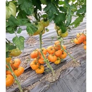 Seminte de tomate Monte Orange F1, 250 seminte