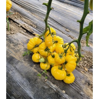 Seminte de tomate Monte Yellow F1, 250 seminte