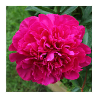 Bujor (Paeonia) Fiona, 50 radacini vrac