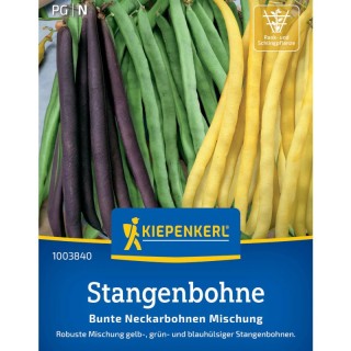 Seminte de fasole fideluta urcatoare, mix de culori