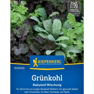 Kale Baby leaf, aprox 200 seminte