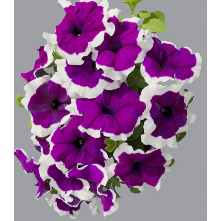Petunia grandiflora Limbo F1 Violet Picotee (1000 seminte)