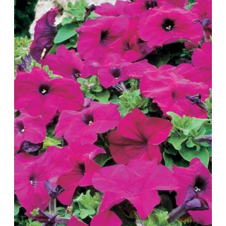 Petunia grandiflora Limbo F1 Violet, 1000 seminte