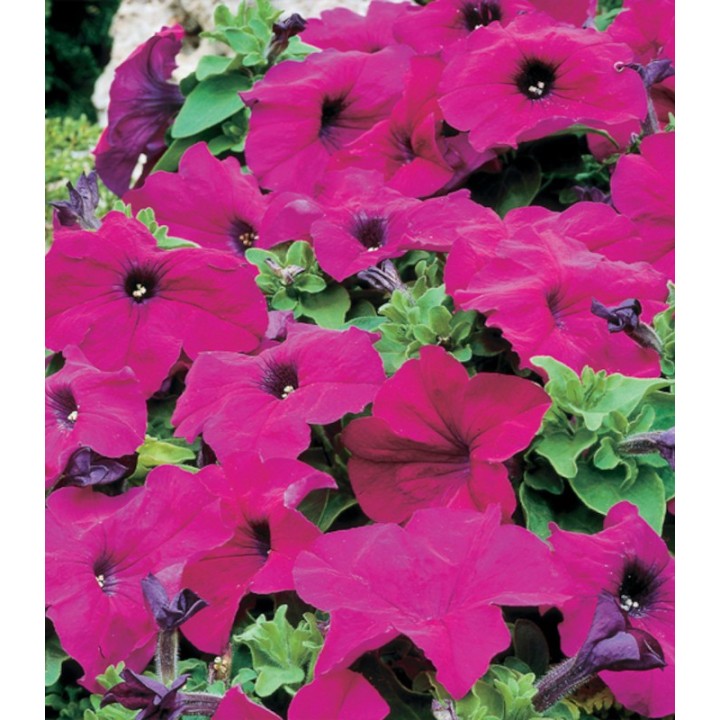 Petunia grandiflora Limbo F1 Violet, 1000 seminte