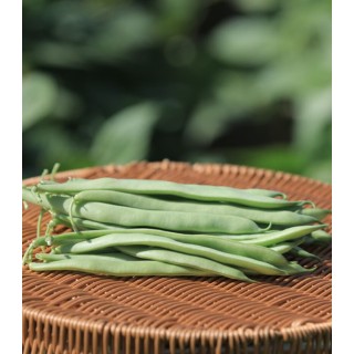 Seminte de fasole BB BED 0919, oloaga cu pastaie lata, verde, 1 kg
