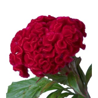 Seminte de Celosia argentea cristata Captain Mix, creasta cocosului batuta
