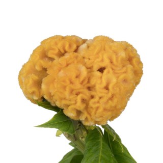 Creasta cocosului (Celosia argentea cristata) Captain Yellow, 1000 seminte