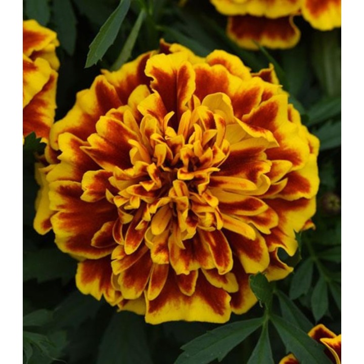 Craite (Tagetes patula) Bonanza Bee, 1000 seminte