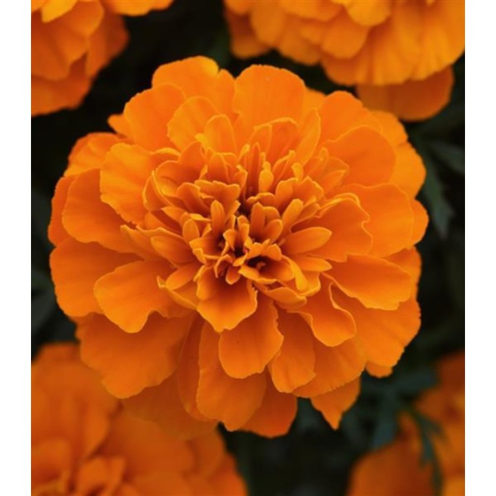 Seminte profesionale de Craite (Tagetes patula) Bonanza Deep Orange