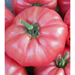 Seminte de tomate Rozamax, 1 gram