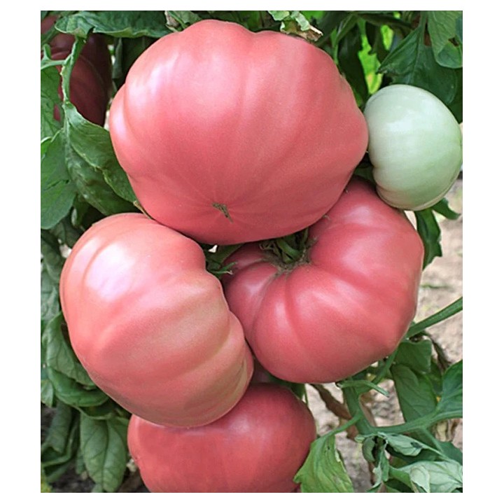 Seminte de tomate Roz de gradina (Rozov Gradinski), 0,5 grame