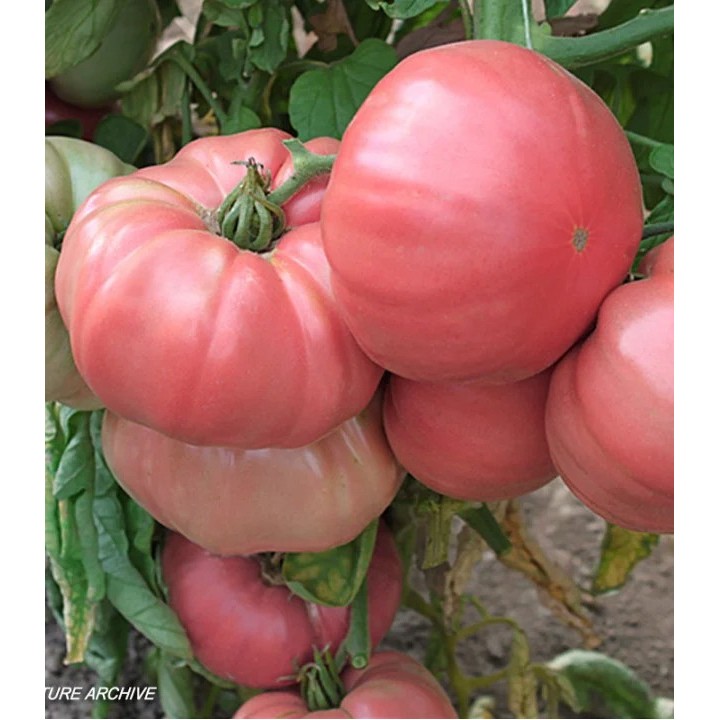Seminte de tomate Roz de gradina (Rozov Gradinski), 0,5 grame
