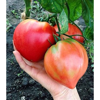 Seminte de tomate Momino Sartse (Inima Fecioarei), 0,2 grame