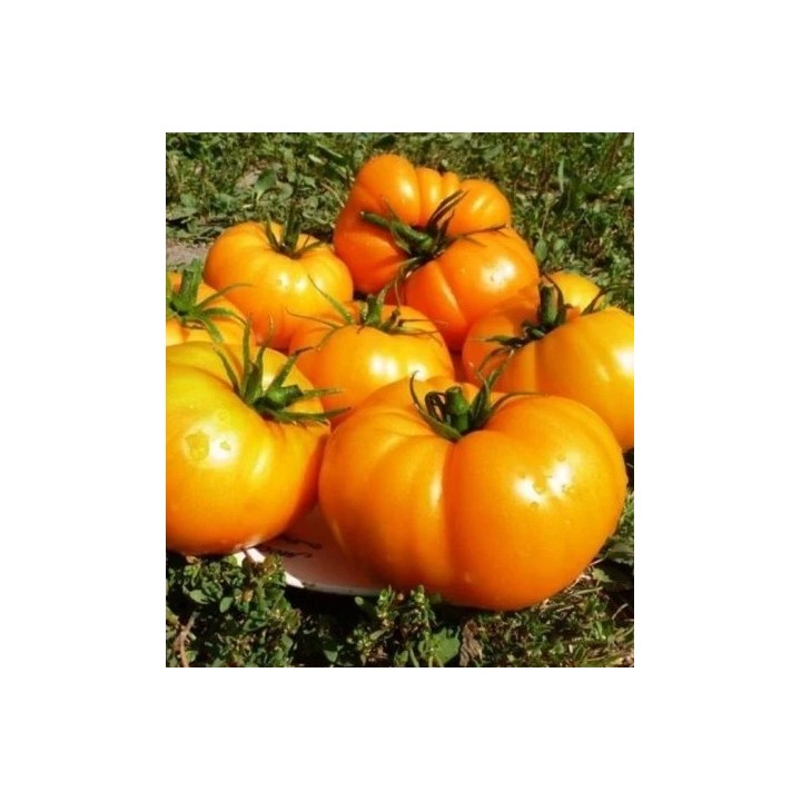 Seminte de tomate Oranzhevo Chudo (Minunea Portocalie), 0,2 grame, Florian