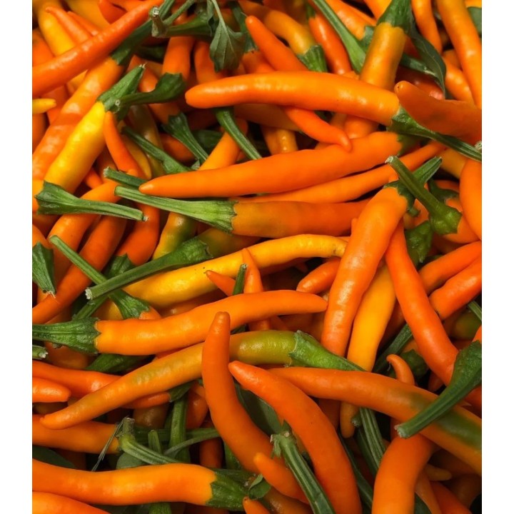 Ardei iute bulgaresc Chorbadjiiski Oranj (Liut Oranzhev), 50 grame
