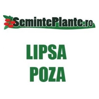 Seminte Conter F1, bejo zaden