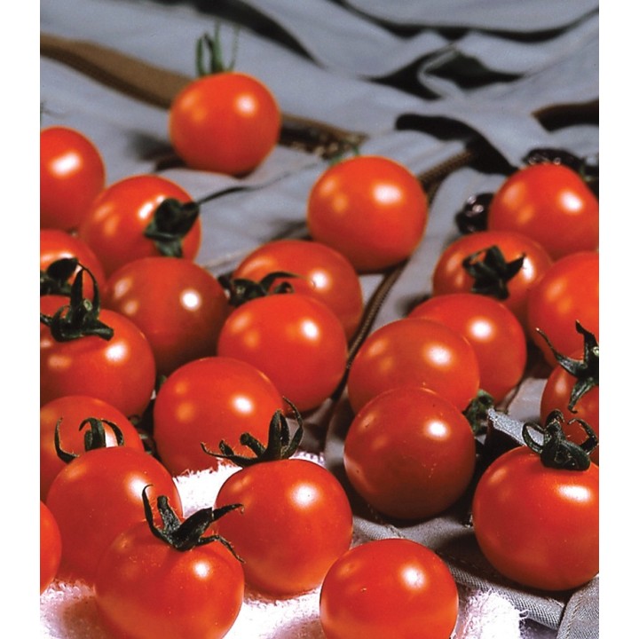 Seminte de tomate Sweet Million F1, 20 seminte, Florian