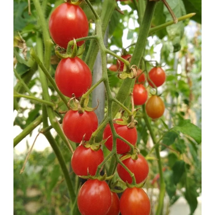 Seminte de tomate Sweet Million F1, 20 seminte, Florian