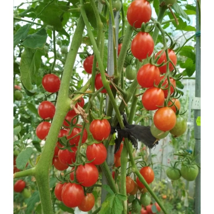 Seminte de tomate Sweet Million F1, 20 seminte, Florian