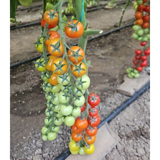 Seminte de tomate PO9479 F1, 100 seminte