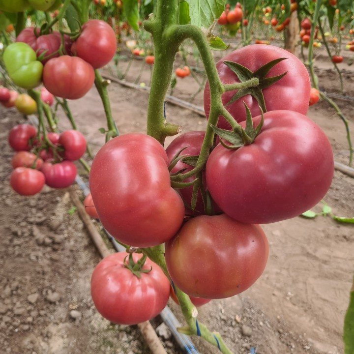 Seminte de tomate Pink Lord F1, 100 seminte