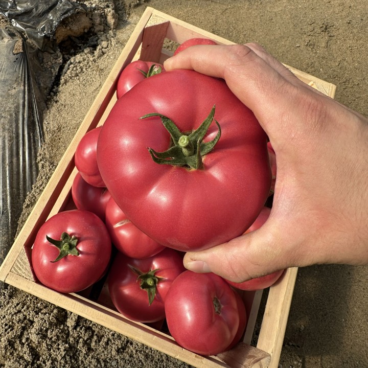 Seminte de tomate Pink Lord F1, 100 seminte
