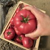 Seminte de tomate Pink Lord F1, 100 seminte