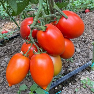 Seminte tomate Isiaki F1, 500 seminte