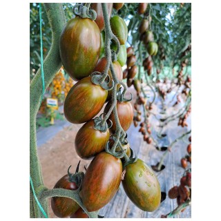 Seminte de tomate Blackfield F1, 100 seminte