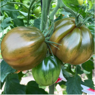 Seminte de tomate UGI 3329 F1, 250 seminte