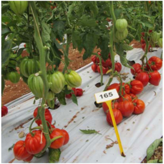 Seminte de tomate Borsotto F1, 250 seminte