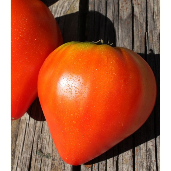 Seminte de tomate Momino Sartse (Inima Fecioarei), 250seminte