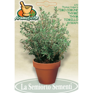 Seminte de cimbrisor Thymus vulgaris