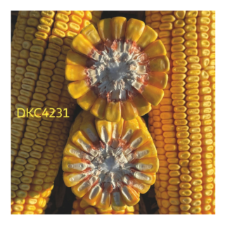 Seminte de porumb Dekalb DKC 4231, FAO 300–340, sac 80.000 seminte