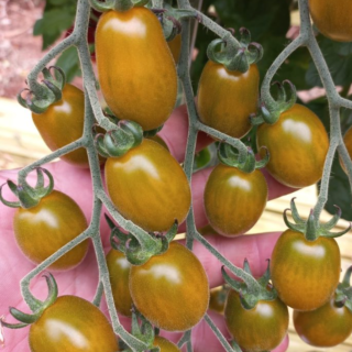 Seminte de tomate Mango, 50 seminte