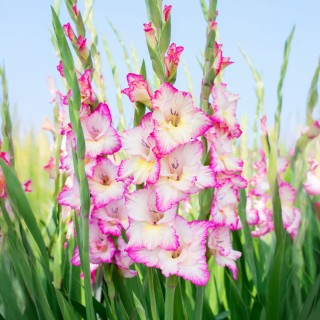 Bulbi de gladiole Priscilla, bulbi de gladiola eleganti