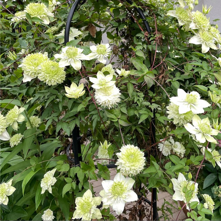 Clematis Manju, planta la ghiveci