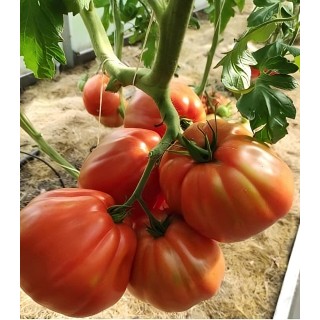 Seminte de tomate Silvano F1, 1000 seminte